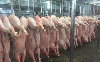 Giá heo hơi hôm nay, 27-3: Tiếp tục giảm ở khu vực miền Bắc