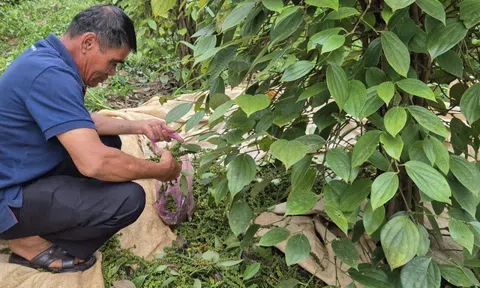 Giá tiêu hôm nay 31-8: Những yếu tố đẩy giá