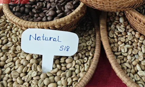 Giá cà phê hôm nay 3-9: Giảm khủng khiếp