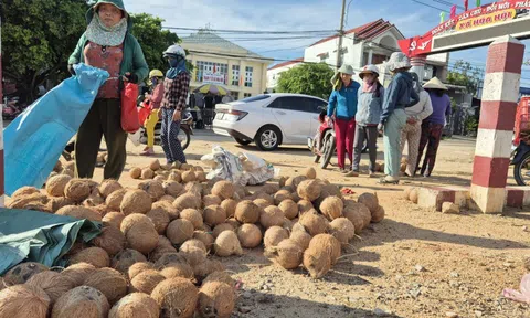 Nông dân trồng dừa trúng lớn