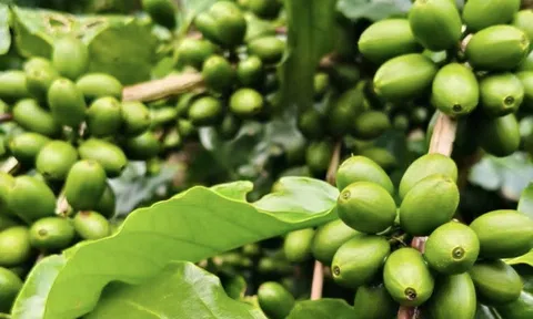 Giá cà phê hôm nay 11-9: Tăng mạnh và lợi thế mới của cà phê Việt