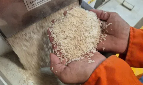 Những loại gạo nào có cơ hội ở thị trường nhập khẩu gạo tới 90%?