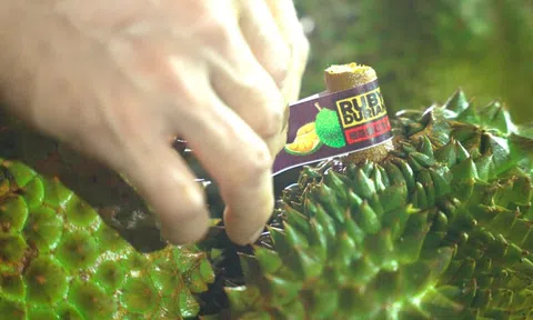 Cục Trồng trọt và Bảo vệ thực vật thông tin mới nhất về hoạt động kiểm nghiệm sầu riêng