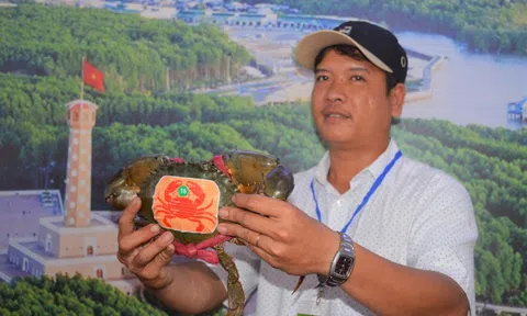 Sắp diễn ra ngày hội cua, cua biển Cà Mau tăng giá mạnh