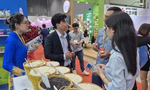 Gạo xuất khẩu Việt Nam trước thách thức mới