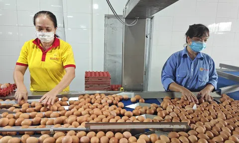 Nội tình của ngành trứng