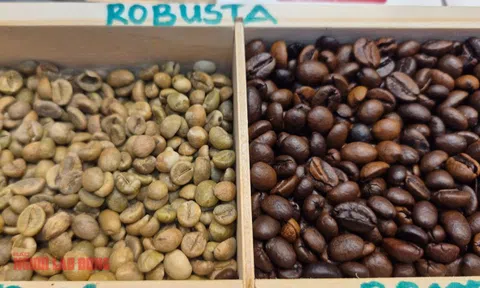 Giá cà phê hôm nay 18-11: Bật tăng dữ dội