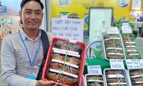 Lý do không phải ai cũng biết khiến cua Cà Mau được ưa chuộng