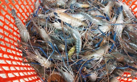 Người Trung Quốc chi cả tỷ USD đưa tôm Việt Nam lên bàn ăn