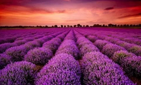 Cổ phiếu doanh nghiệp gần 70 năm tuổi bất ngờ "tím lịm" 7 phiên liên tiếp, điều gì đang diễn ra?