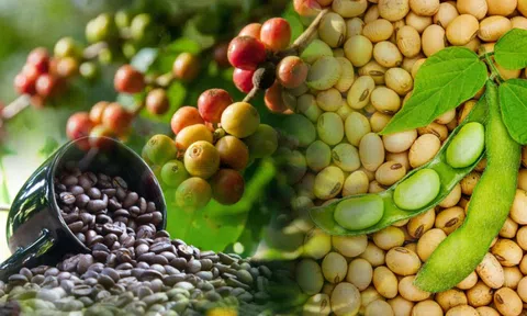 THỊ TRƯỜNG HÀNG HÓA: MXV-Index sụt, cà phê và đậu tương vẫn hút lực mua