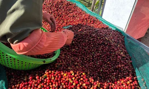 Doanh nghiệp nông sản kêu khó với quy định thuế giá trị gia tăng