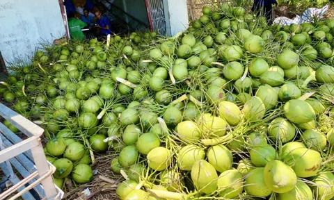 Việt Nam hướng tới thương hiệu dừa xanh, an toàn và giảm phát thải