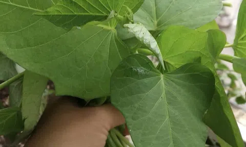 Xuất khẩu lá lạ, bất ngờ thu về 10 triệu USD