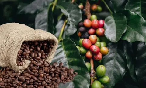 THỊ TRƯỜNG HÀNG HÓA: Lực mua quay lại giành ưu thế, cà phê vẫn ‘nóng’