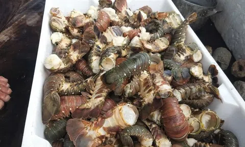 Tôm hùm chết hàng loạt trong mưa lũ, người nuôi “ôm đầu”!