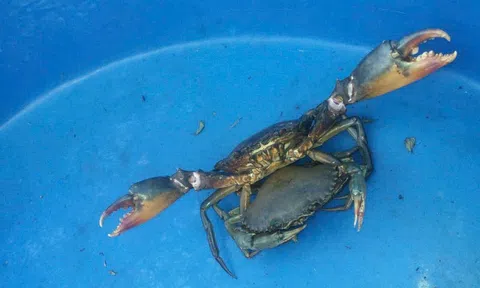 Tuyệt chiêu nhận biết cua biển Cà Mau chất lượng đến người dùng