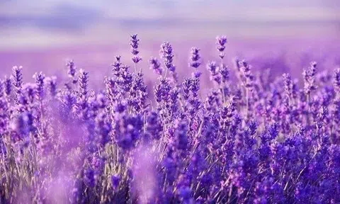 "Vua gỗ" một thời bất ngờ hồi sinh giữa lúc VN-Index điều chỉnh mạnh