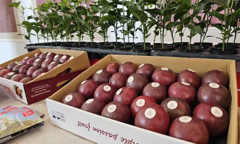 Chanh leo Việt Nam trước cơ hội vào thị trường 4,8 tỉ USD