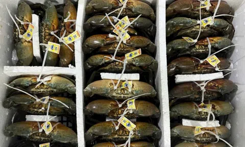 Những xã nào ở Cà Mau được quy hoạch nuôi cua xuất khẩu sang Trung Quốc?