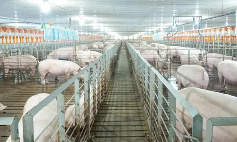 Giá heo bật tăng 36% lên 65.000 đồng/kg do cung suy giảm, “đại gia” chăn nuôi công nghệ cao hưởng lợi
