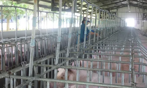 Hé lộ nguyên nhân khiến giá heo hơi tăng sốc chỉ trong thời gian ngắn