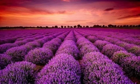 Một mã cổ phiếu bốc đầu kịch trần liên tiếp sau thông tin "ông lớn" âm nhạc rót vốn