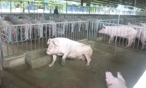 Lo giá thịt heo Tết tăng cao