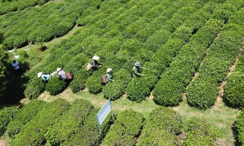 Thông tin mới nhất về vụ gần 500 container chè bị mắc kẹt ở Pakistan