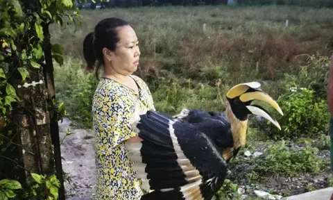 TPHCM: Nhiều loài chim quý hiếm liên tục bay vào nhà dân