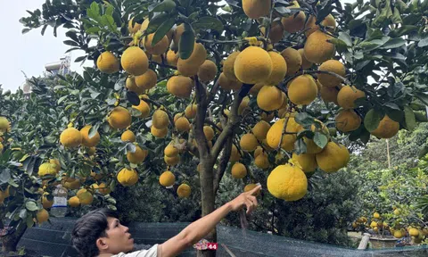 CLIP: Bưởi Diễn tràn về TPHCM, giá bán tăng cao