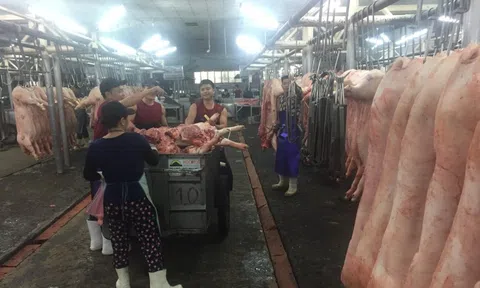 Giá heo hơi hôm nay, 30-12: Chợ đầu mối tiếp tục "đánh" giá lên