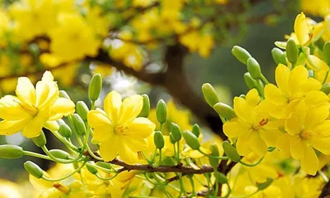 Lịch nghỉ Tết Dương lịch 2026 của hệ thống ngân hàng