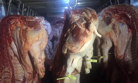 Giá heo hơi hôm nay, 1-1-2026: Diễn biến mới trong ngày đầu năm