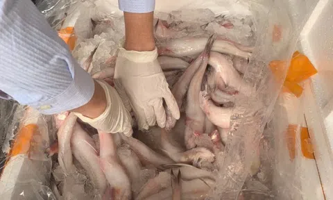 Phát hiện trên 10 tấn cá khoai chứa chất bảo quản cực độc