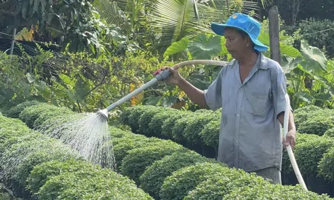Làng hoa miền Tây hứa hẹn bội thu