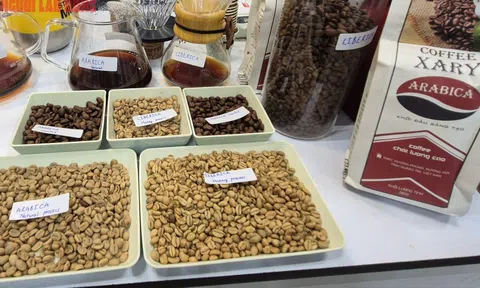 Giá cà phê hôm nay 5-1: Bất ngờ về Arabica Việt