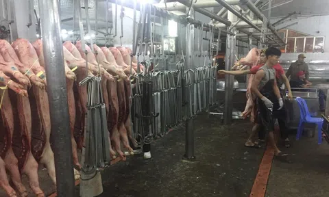 Giá heo hơi hôm nay, 7-1: Bật tăng trở lại