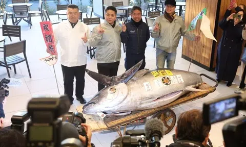 Nhật Bản sắp tổ chức phiên đấu giá cá 'đặc biệt'