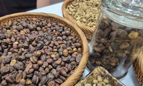 Giá cà phê hôm nay 8-1: Robusta giảm, Việt Nam bùng nổ xuất khẩu
