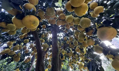 Hai chậu bưởi Diễn khổng lồ gần 800 quả khiến ai đi qua cũng phải ngoái nhìn