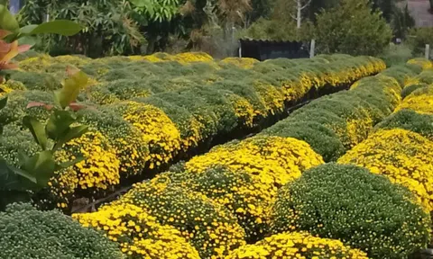 Chưa đến Tết, cúc mâm xôi và hoa mai đã đồng loạt trổ bông