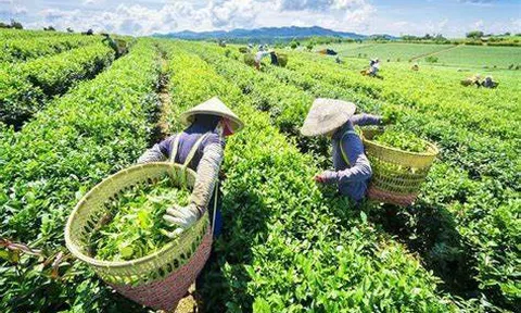 'Giải cứu' thành công gần 500 container chè Việt Nam bị ùn ứ tại cảng Karachi, Pakistan