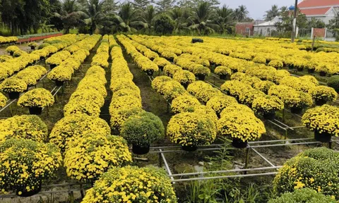Vĩnh Long "giải cứu" hàng ngàn chậu cúc mâm xôi nở sớm cho nhà vườn