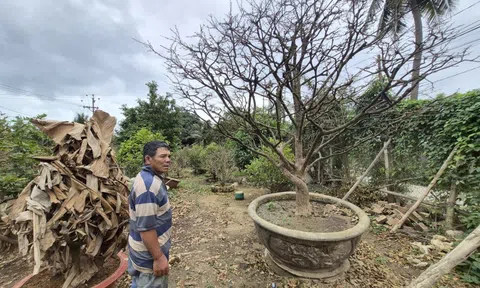 Nhà vườn Khánh Hòa lao đao trước thời điểm “ăn nên làm ra”