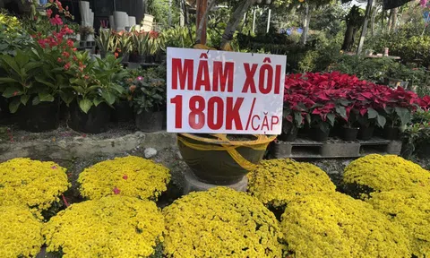 Cúc mâm xôi vàng rực khắp các tuyến đường TPHCM, giá nào cũng có