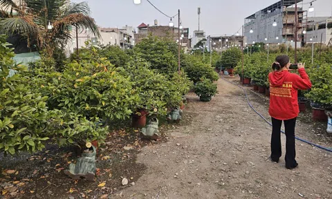 Mai Tết tràn ngập tuyến đường Phạm Văn Đồng đầu tháng Chạp