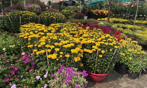 Hoa, kiểng Tết bắt đầu nhộn nhịp