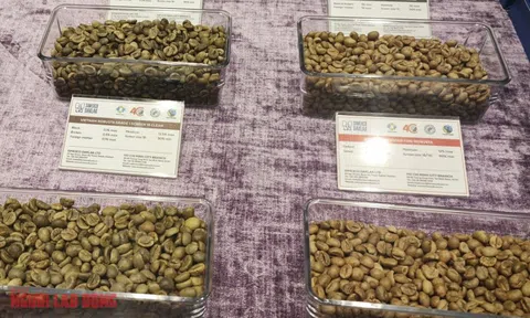 Giá cà phê hôm nay 31-1: Giảm đồng loạt, xuất khẩu khả quan