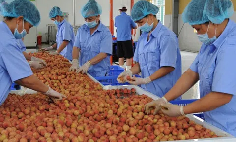 Nông sản khó thông quan theo quy định mới: Bộ Y tế đề nghị phối hợp tháo gỡ